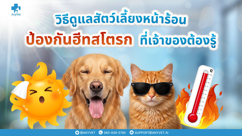 วิธีดูแลสัตว์เลี้ยงสำหรับหน้าร้อน ป้องกันฮีทสโตรกที่เจ้าของต้องรู้